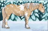 Horse Color:White Spotted Palomino 