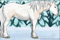 Horse Color:Cremello Splash Tobiano Rabicano 