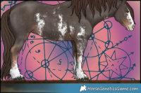 Horse Color:Liver Chestnut Sabino 