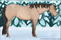 Horse Color:Sable Champagne Roan 