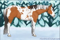 Horse Color:Buckskin Splash Tobiano 