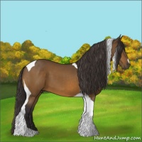 Horse Color:Buckskin Tobiano 