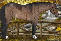 Horse Color:Brown Dun Varnish Brindle