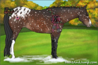 Horse Color:Brown Appaloosa 