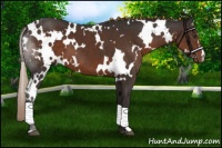 Horse Color:White Spotted Liver Chestnut