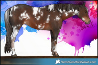 Horse Color:White Spotted Liver Chestnut 