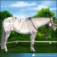 Horse Color:Liver Red Onyx Roan Appaloosa