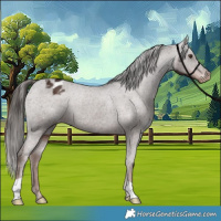 Horse Color:Liver Chestnut Appaloosa