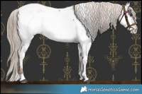 Horse Color:Liver Chestnut Appaloosa 