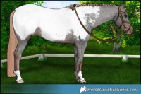 Horse Color:Liver Chestnut Appaloosa