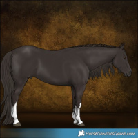 Horse Color:White Spotted Liver Chestnut 