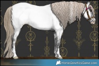 Horse Color:Liver Chestnut Appaloosa 