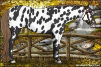 Horse Color:Liver Chestnut Near Leopard 