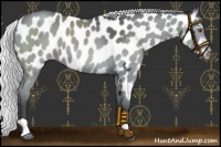 Horse Color:Silver Grullo Chinchilla Near Leopard 