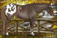 Horse Color:Liver Chestnut Appaloosa 