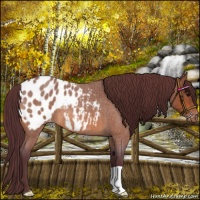 Horse Color:Chocolate Bay Roan Appaloosa