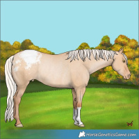 Horse Color:Silver Bay Pearl Dun Varnish Rabicano