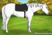 Horse Color:Silver Bay Pearl Dun Appaloosa Rabicano 