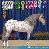 Horse Color:Bay Roan Appaloosa