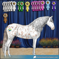 Horse Color:Bay Roan Appaloosa