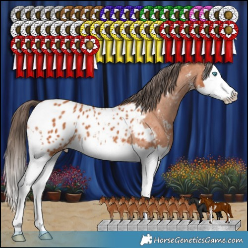 Horse Color:Bay Sabino Splash Appaloosa 