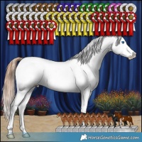 Horse Color:Bay Sabino Splash Appaloosa