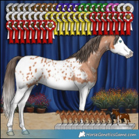 Horse Color:Bay Sabino Splash Appaloosa 