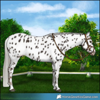 Horse Color:Liver Chestnut Mushroom Appaloosa 