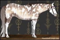 Horse Color:Red Onyx Roan Splash Appaloosa 