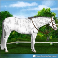 Horse Color:Blue Roan Mushroom Splash Appaloosa 