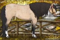Horse Color:Bay Roan Dun Sabino 
