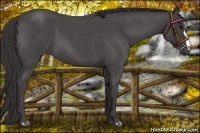 Horse Color:Platinum Smoky Blue Roan 