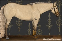 Horse Color:Chocolate Palomino Dun 