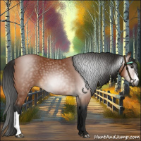 Horse Color:Gray Bay 