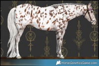 Horse Color:Silver Bay Sabino Appaloosa  and Silver Bay Sabino Appaloosa
