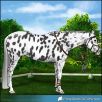 Horse Color:Black Near Leopard