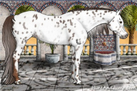 Horse Color:Gray Chestnut Appaloosa
