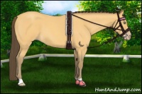 Horse Color:Amber Cream Champagne Roan