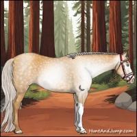 Horse Color:Gray Silver Amber Cream Champagne 