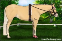 Horse Color:Gold Cream Champagne 