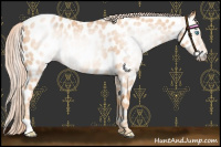 Horse Color:Gray Cremello Appaloosa 
