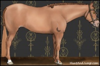 Horse Color:Gold Champagne