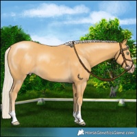 Horse Color:Gold Cream Champagne 