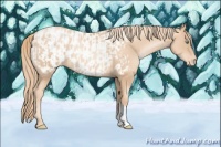 Horse Color:Gold Champagne Pearl Rabicano and Gold Champagne Pearl Appaloosa Rabicano