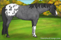 Horse Color:Blue Roan Appaloosa