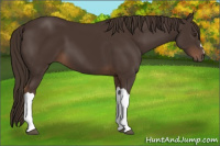 Horse Color:Liver Chestnut 
