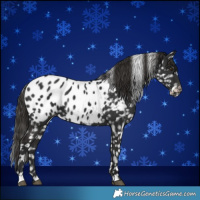 Horse Color:Liver Chestnut Appaloosa 