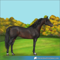 Horse Color:Brown 