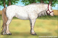 Horse Color:Red Dun Appaloosa and Red Dun Appaloosa