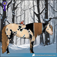 Horse Color:Gray White Spotted Gold Champagne Dun
